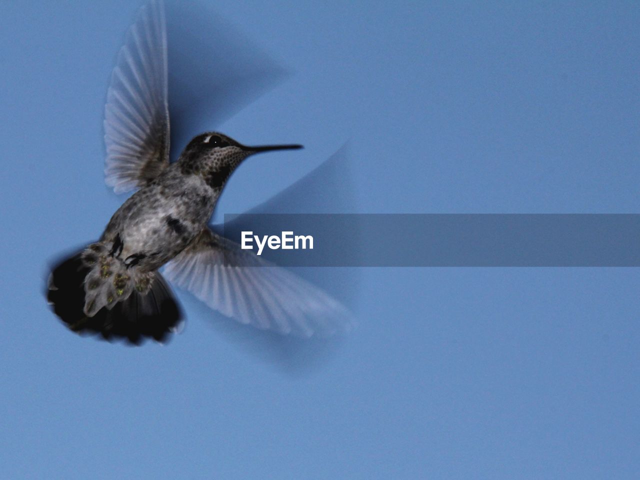 Low angle view of humming bird against sky