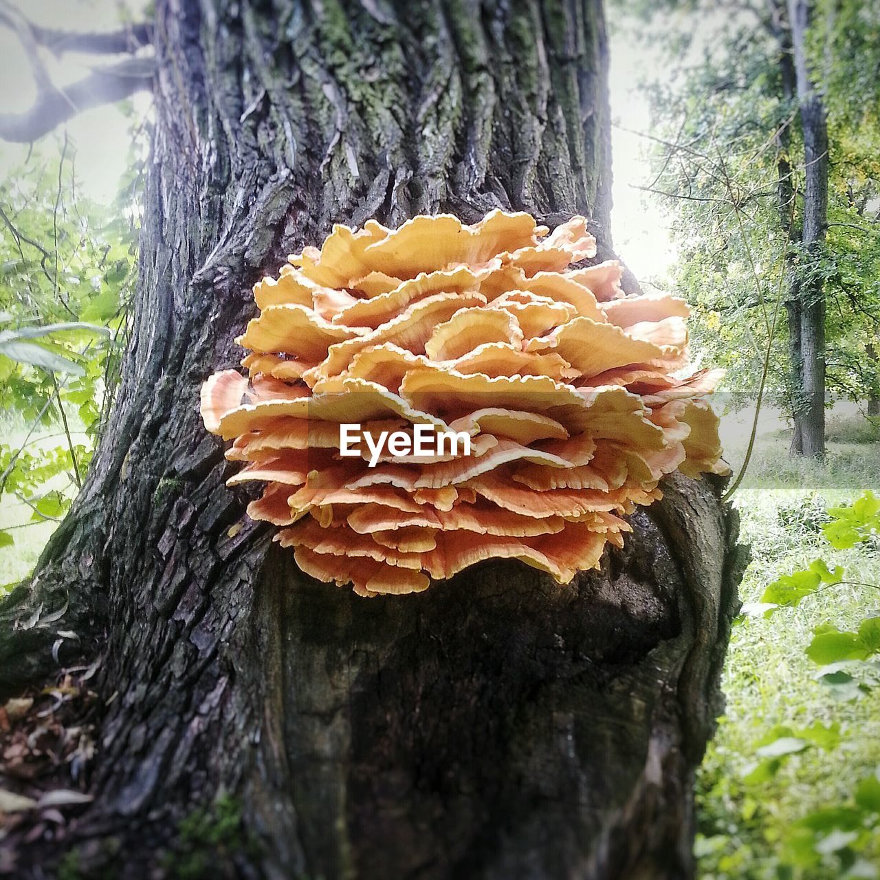 CLOSE-UP OF TREE TRUNK IN FOREST