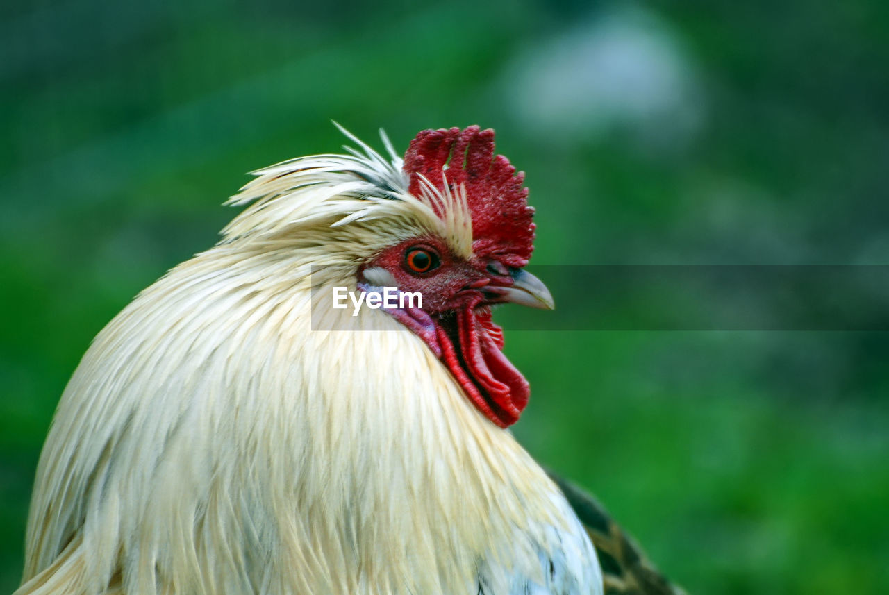 Close-up of rooster