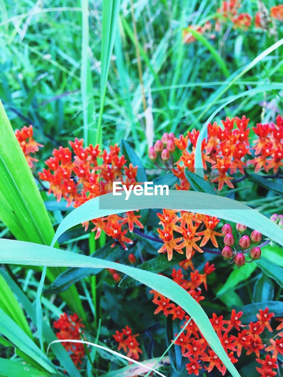 CLOSE-UP OF FLOWERS