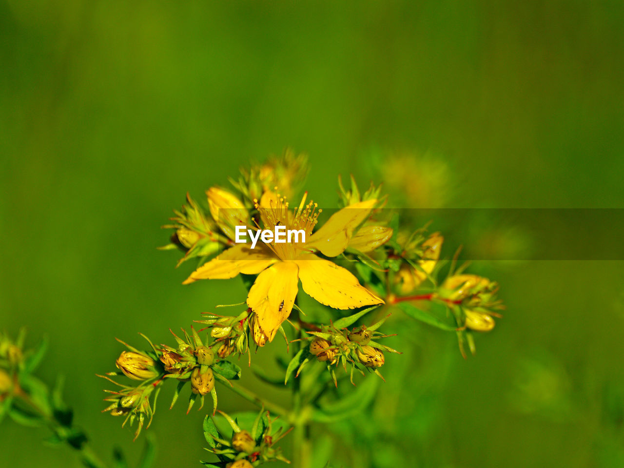 Close-up of yellow flower against trees