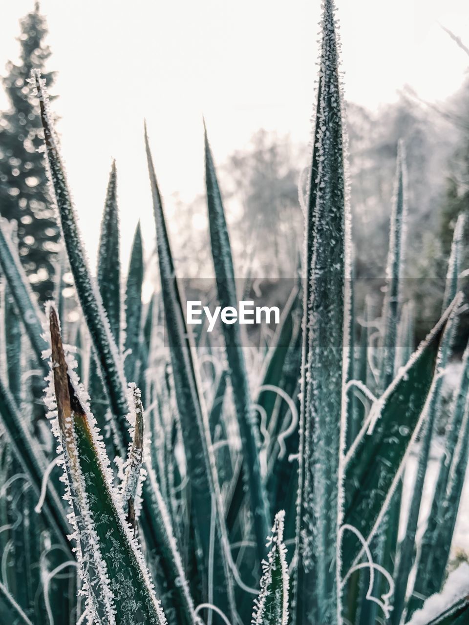 Close-up of frozen plants on field