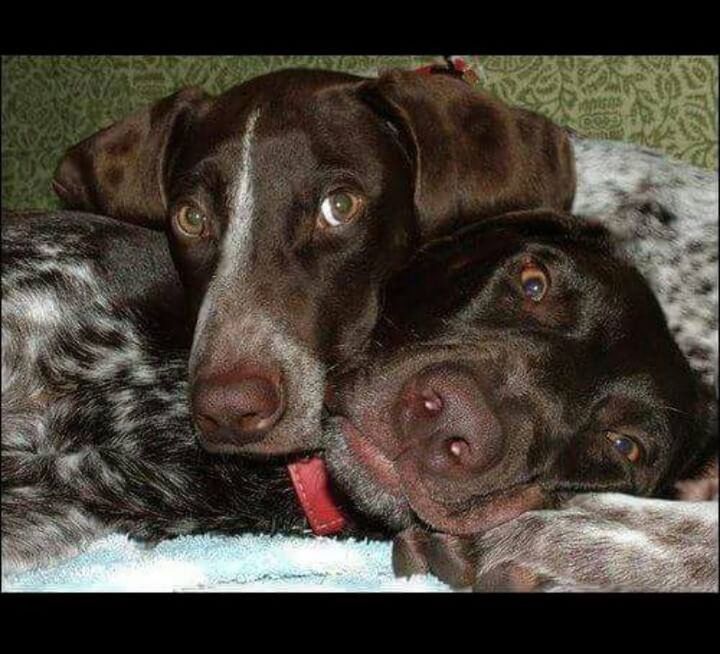 CLOSE-UP PORTRAIT OF DOG