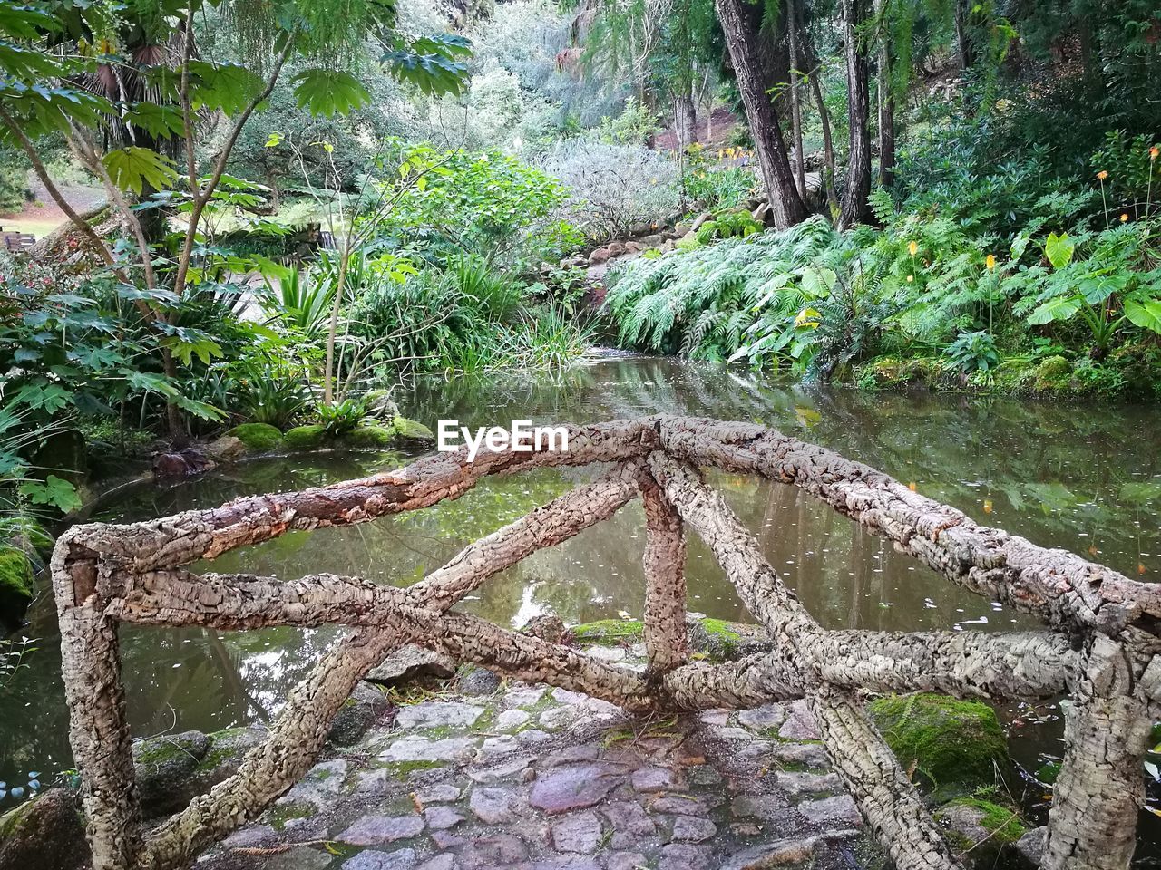 LOW ANGLE VIEW OF PLANT GROWING IN FOREST