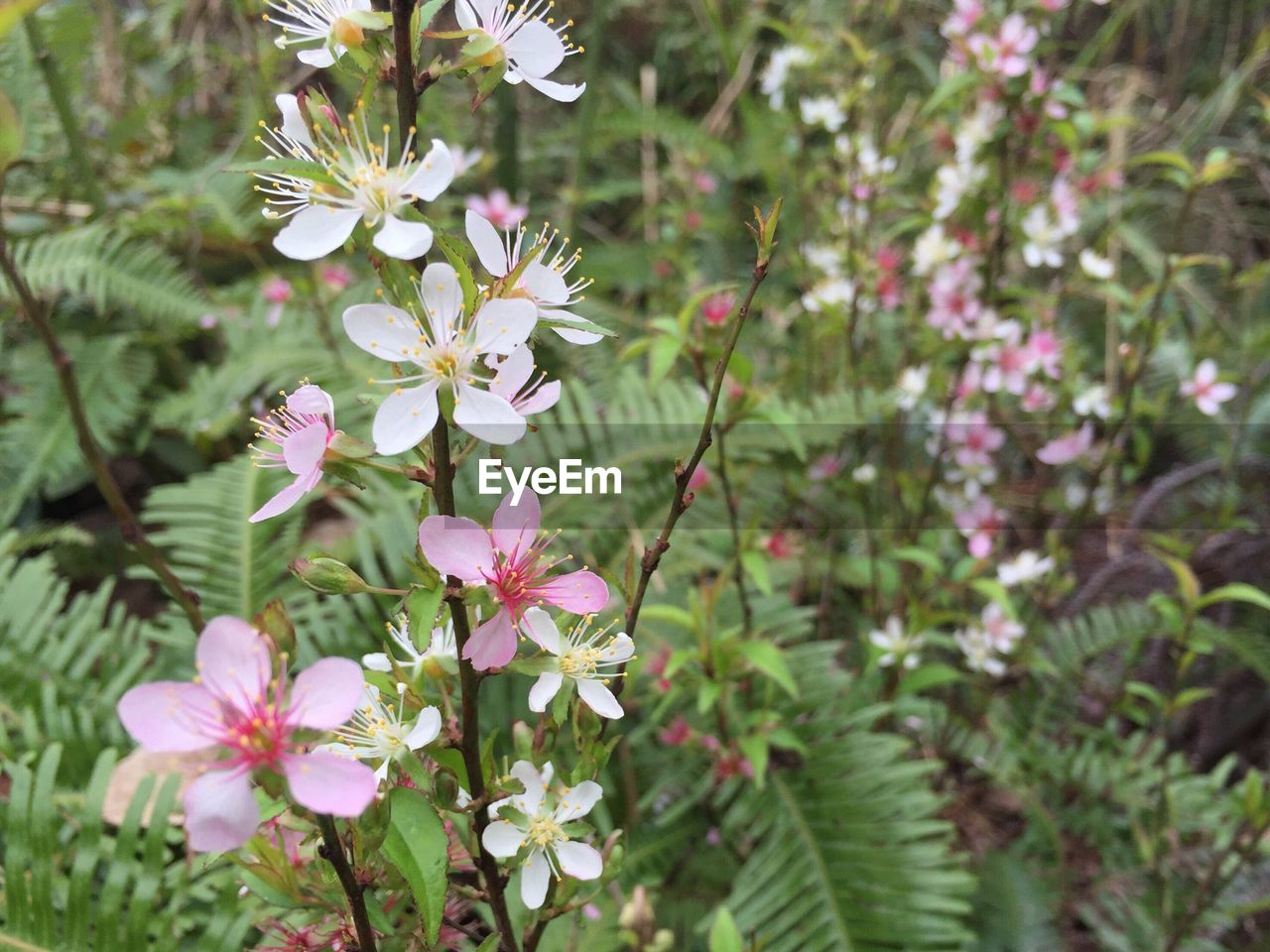 Close-up of pink flowers