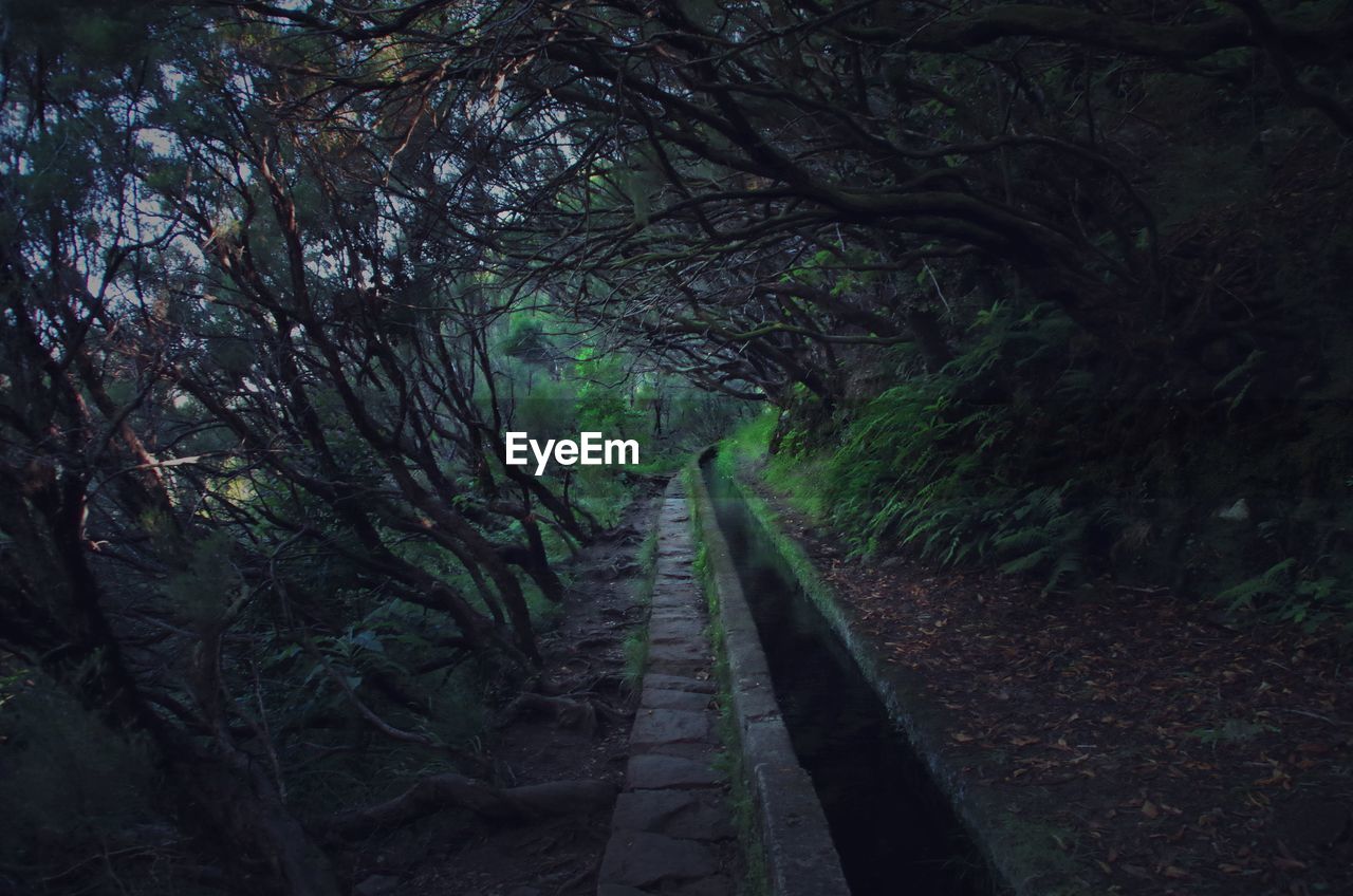 Walkway amidst trees in forest