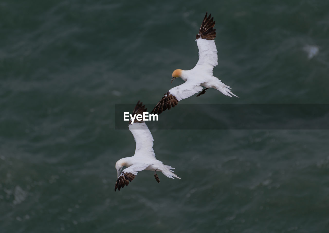 Flying gannets