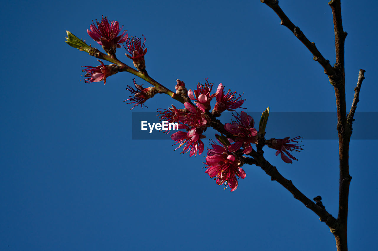 LOW ANGLE VIEW OF CHERRY BLOSSOMS IN SPRING