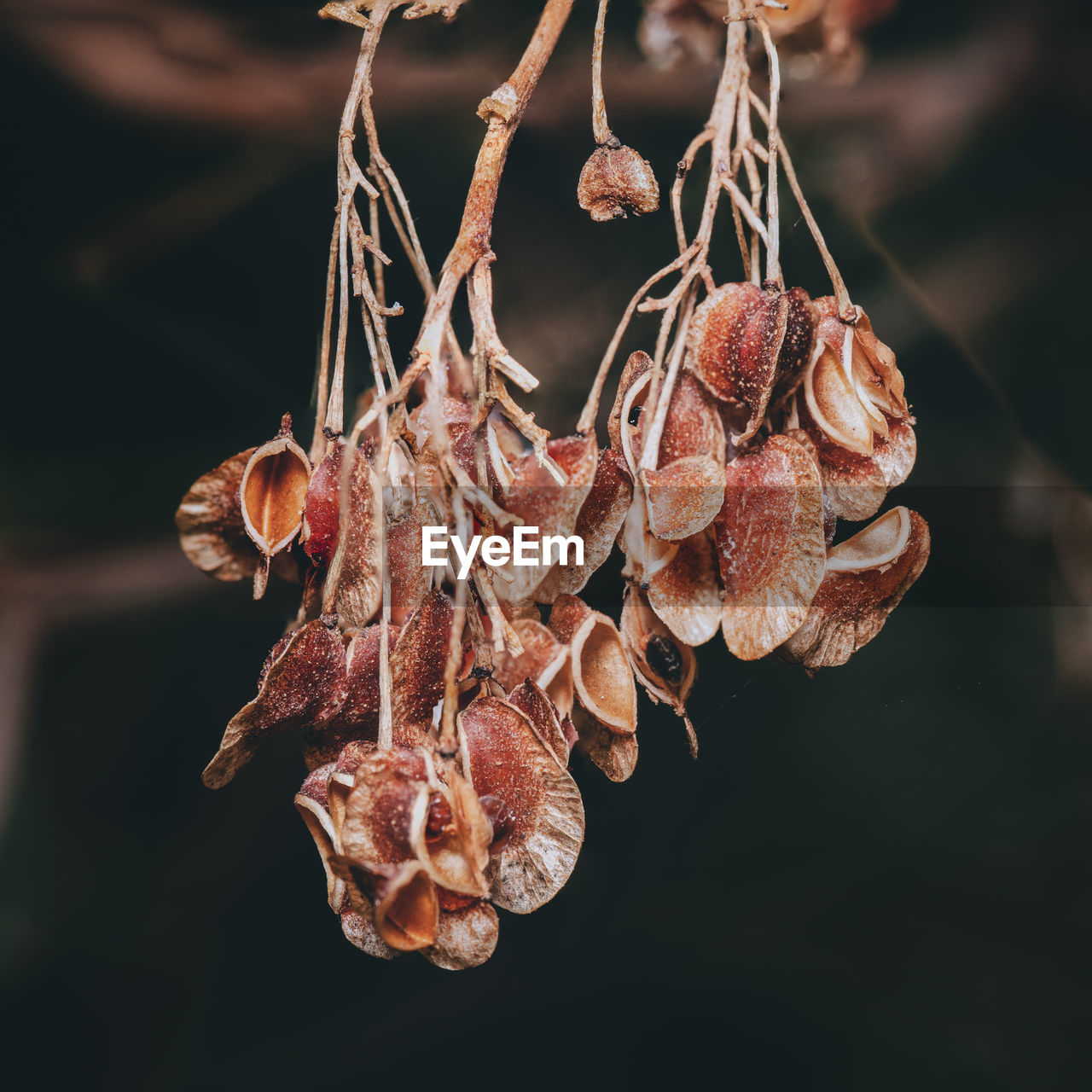 Close-up of dried seeds hanging on plant