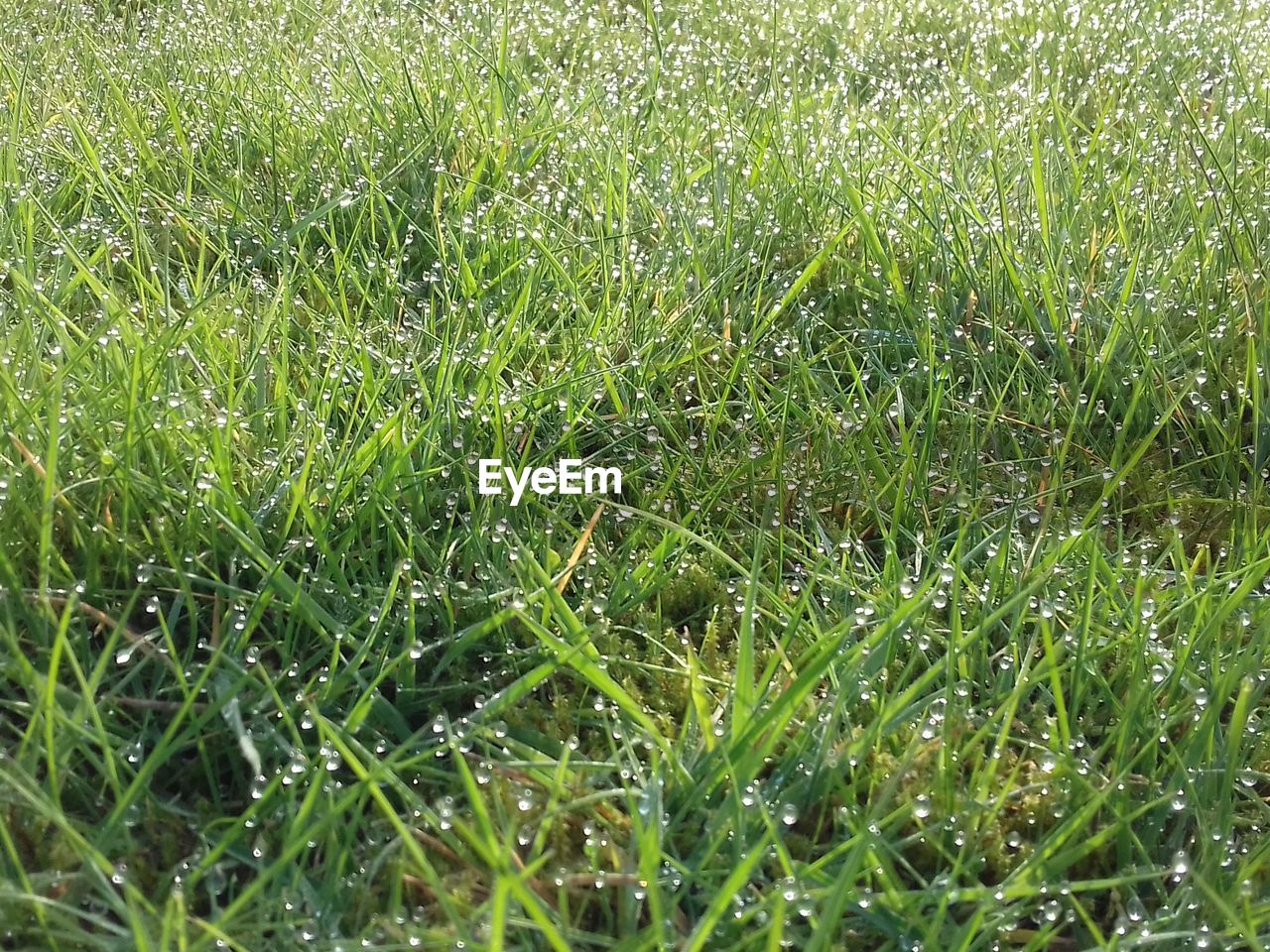 FULL FRAME SHOT OF WET GRASS