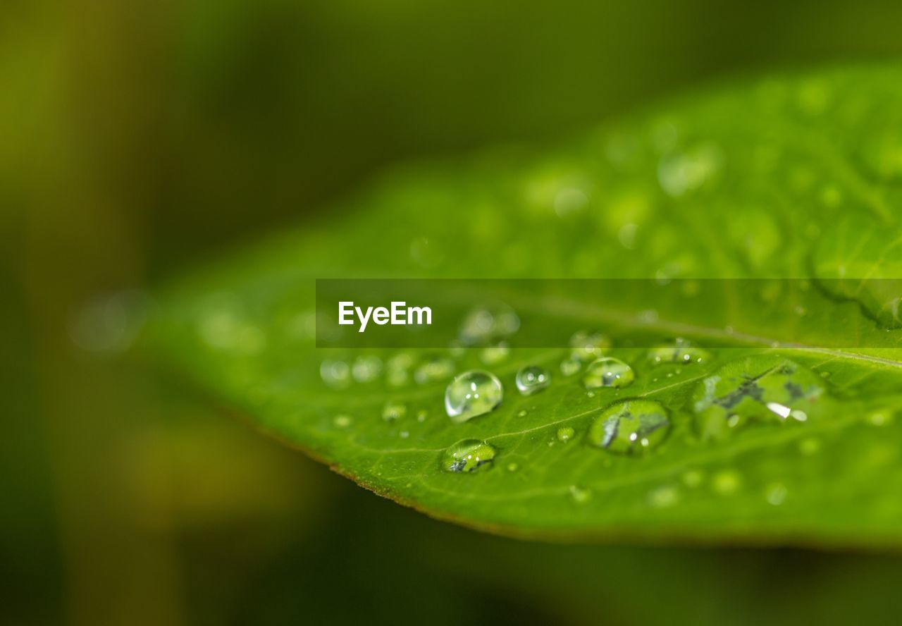 Close-up of water drops on leaf