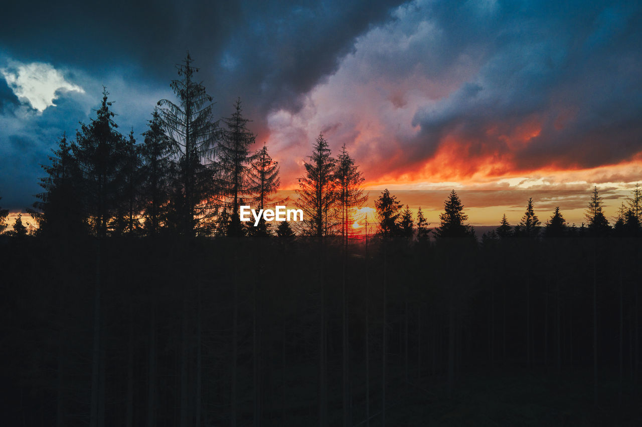 Silhouette of pine trees against a dramatic sky during sunset