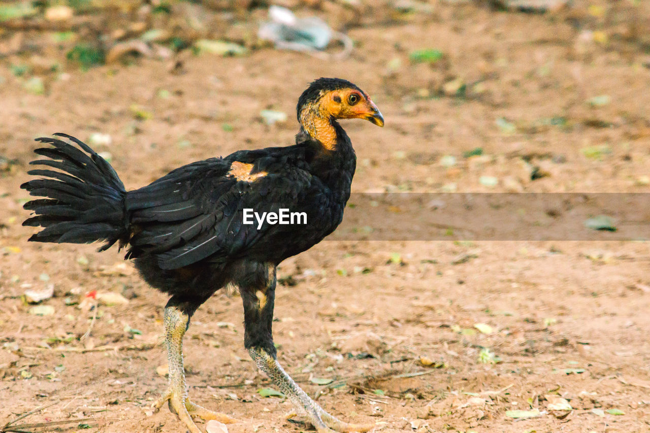 animal themes, animal, bird, one animal, beak, animal wildlife, wildlife, chicken, nature, domestic animals, no people, full length, fowl, livestock, black, side view, land, outdoors, day, field