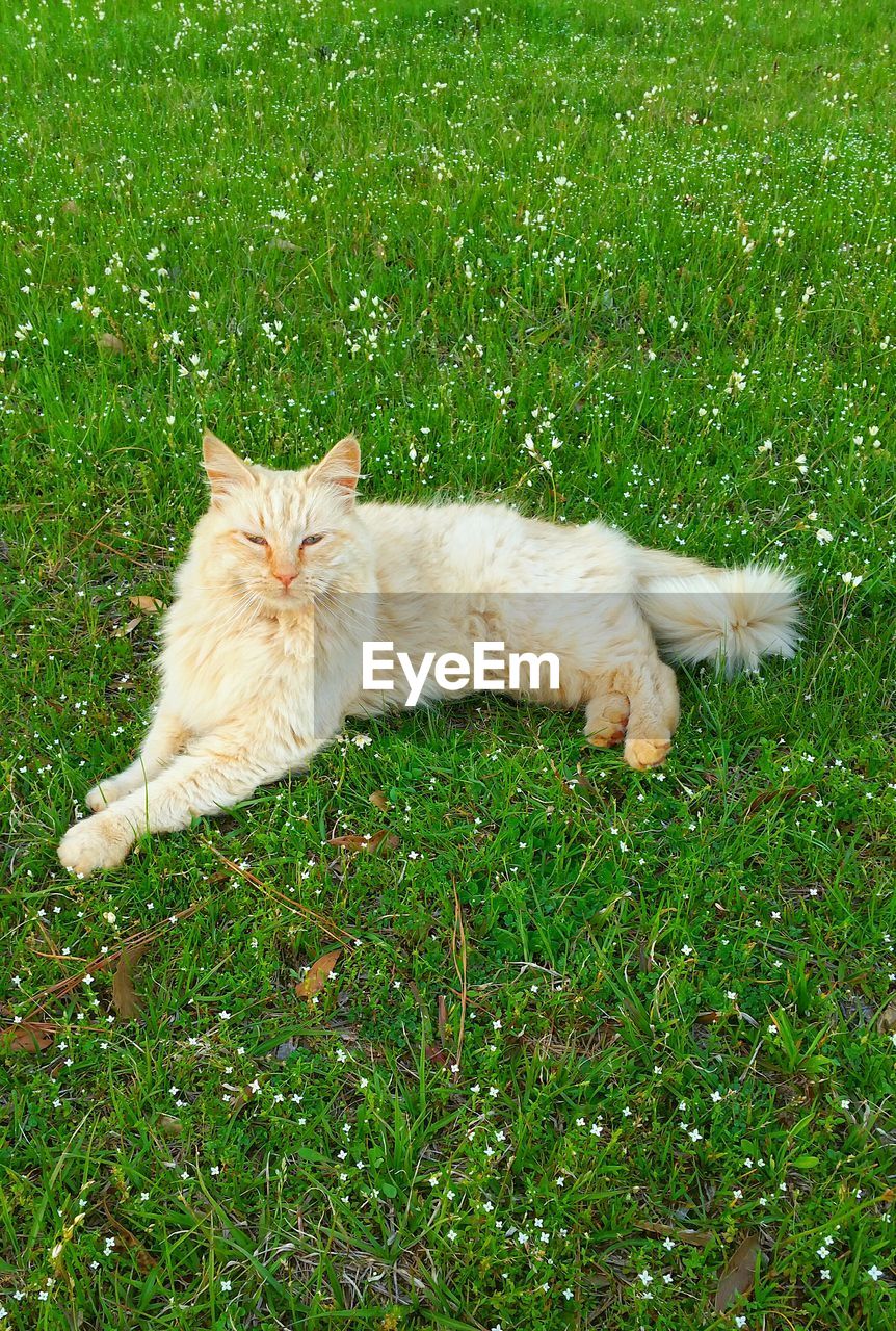 Close-up of cat resting on grassy field