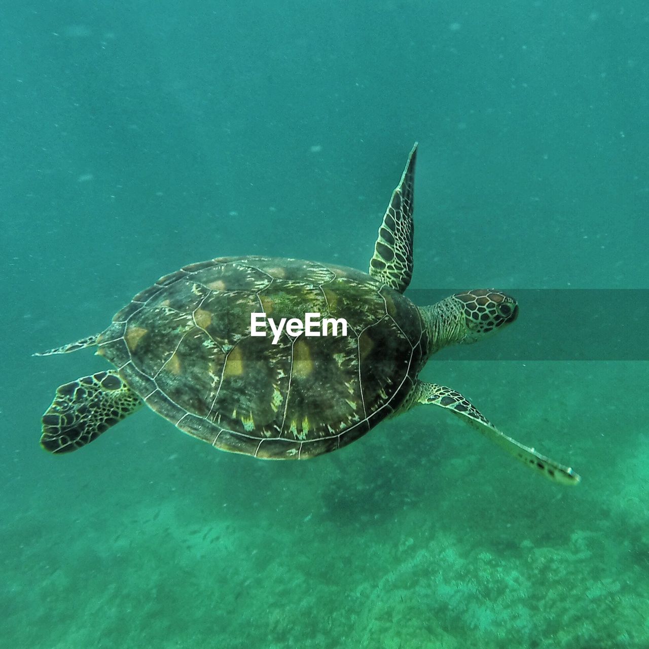 Close-up of turtle swimming undersea