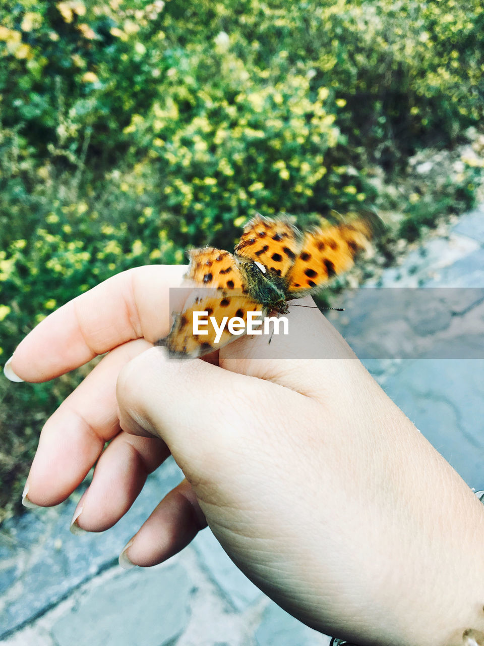 CLOSE-UP OF BUTTERFLY ON HAND HOLDING LEAF