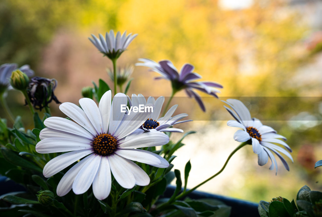 Close-up of white flowers