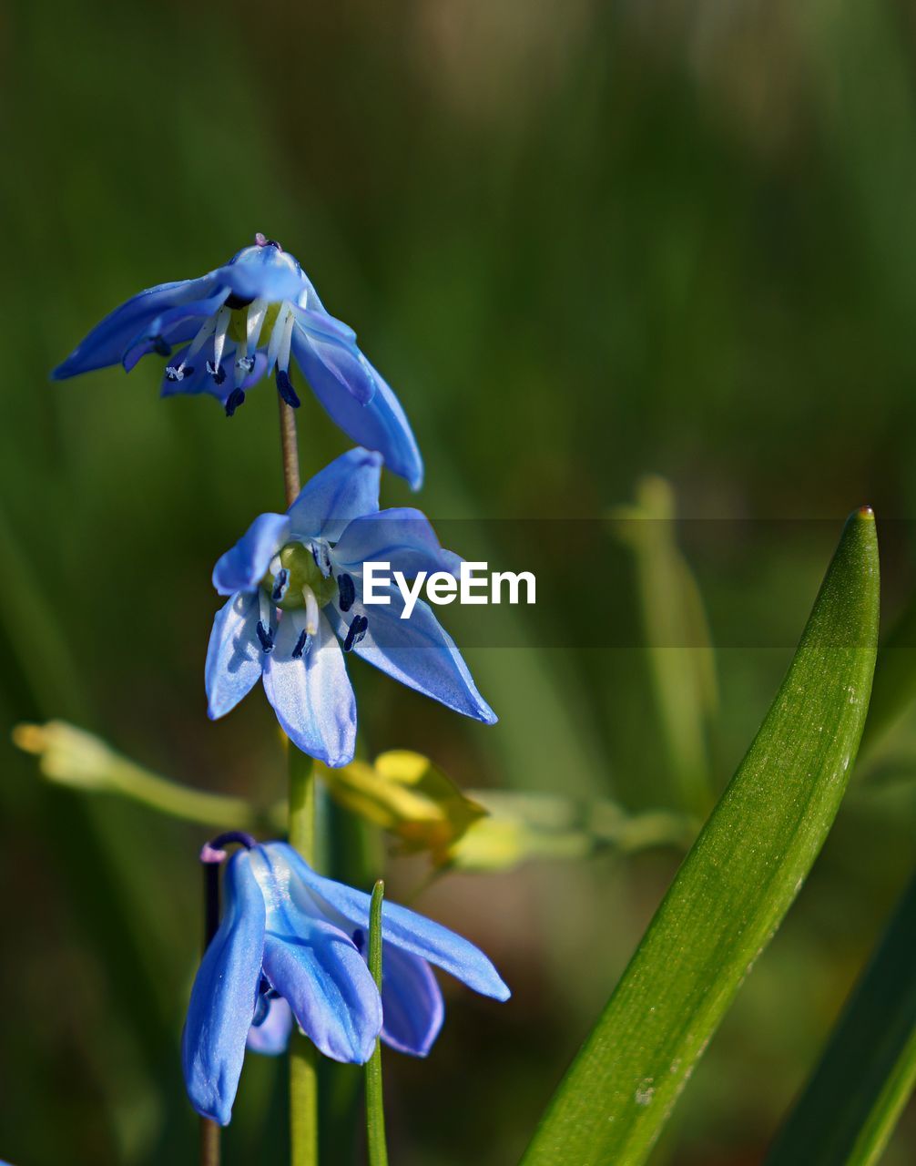 Close-up of purple flowering plant