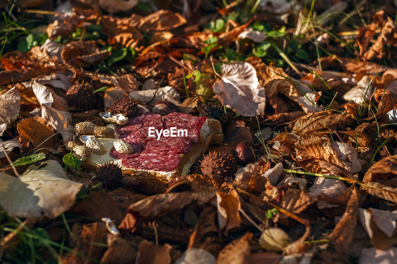 Close-up of autumn leaves on field