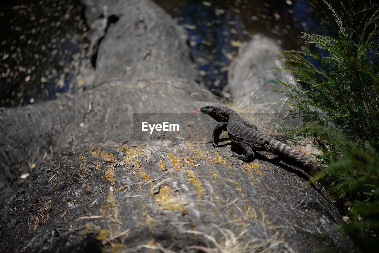 BIRD PERCHING ON ROCK