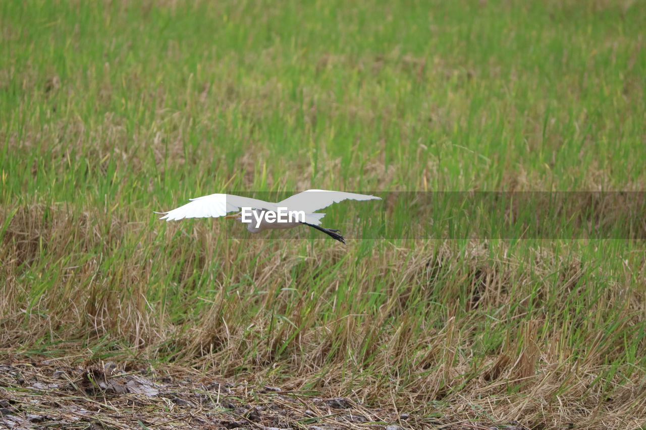 VIEW OF A BIRD FLYING OVER FIELD