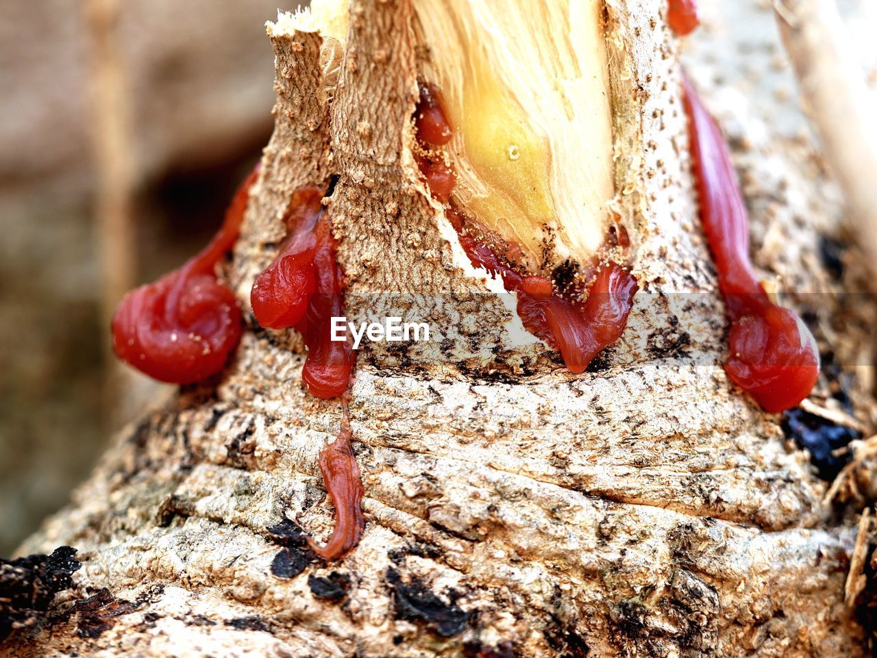 CLOSE-UP OF INSECT ON TREE