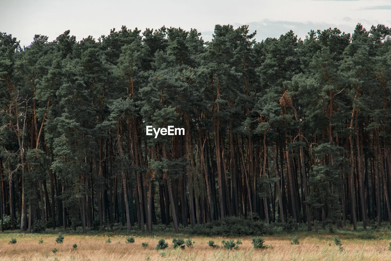 Trees in forest