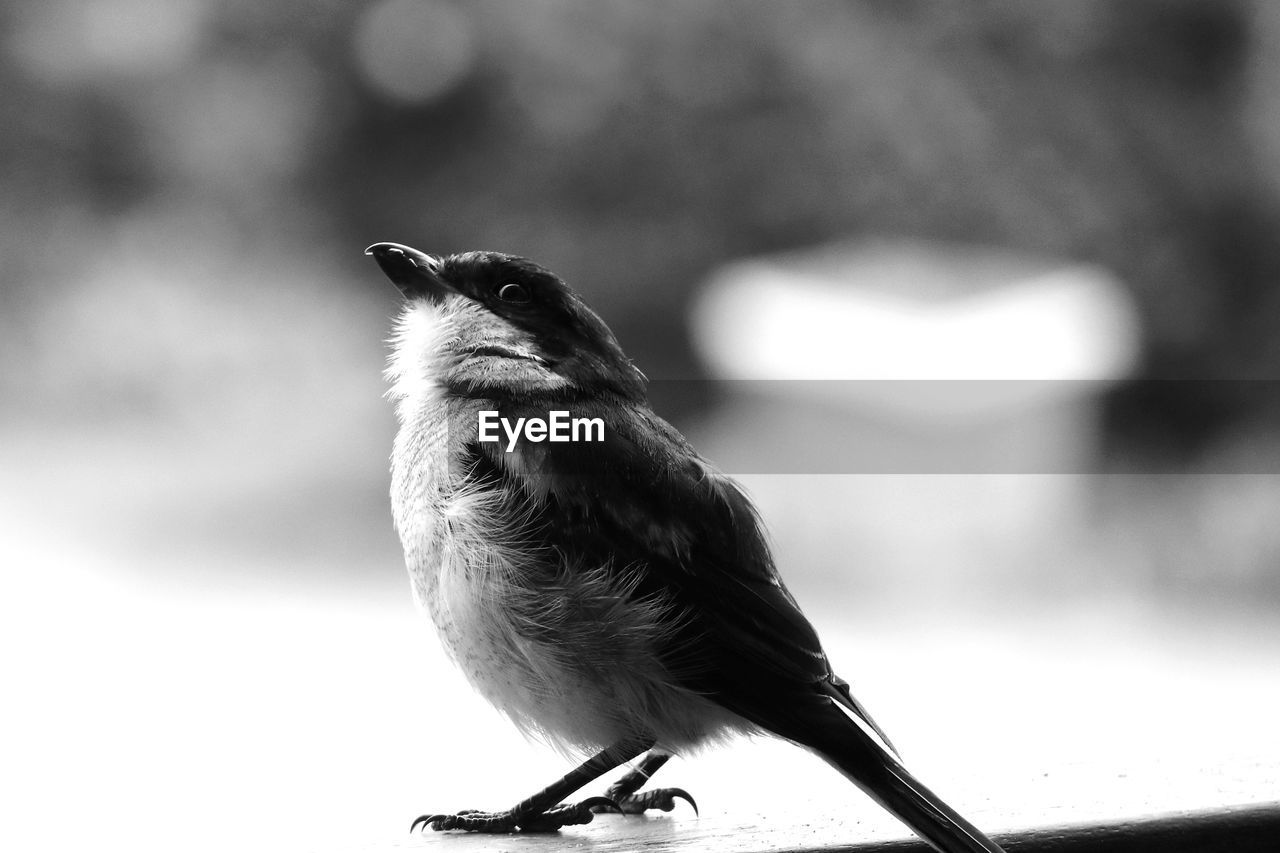 CLOSE-UP OF BIRD PERCHING ON A OUTDOORS