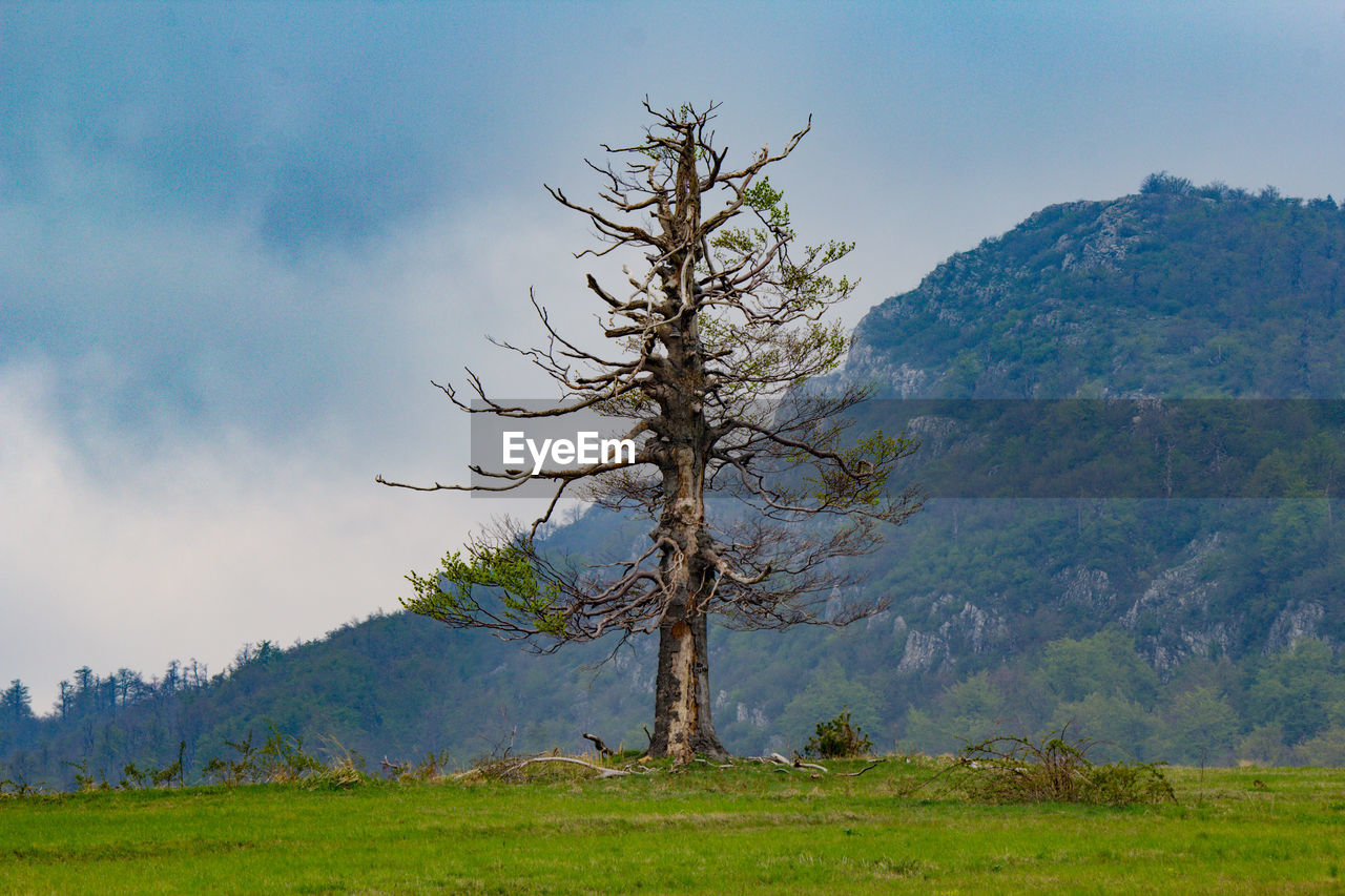 Tree on landscape against sky