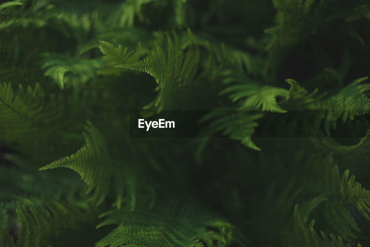 Fern thickets. full frame. selective focus.