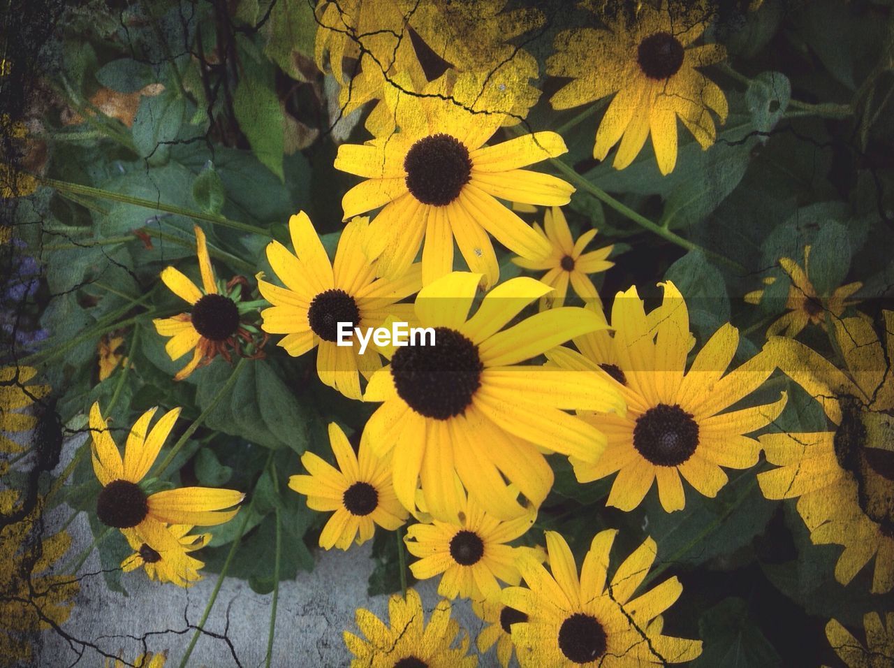 Yellow flowers with black flower heads