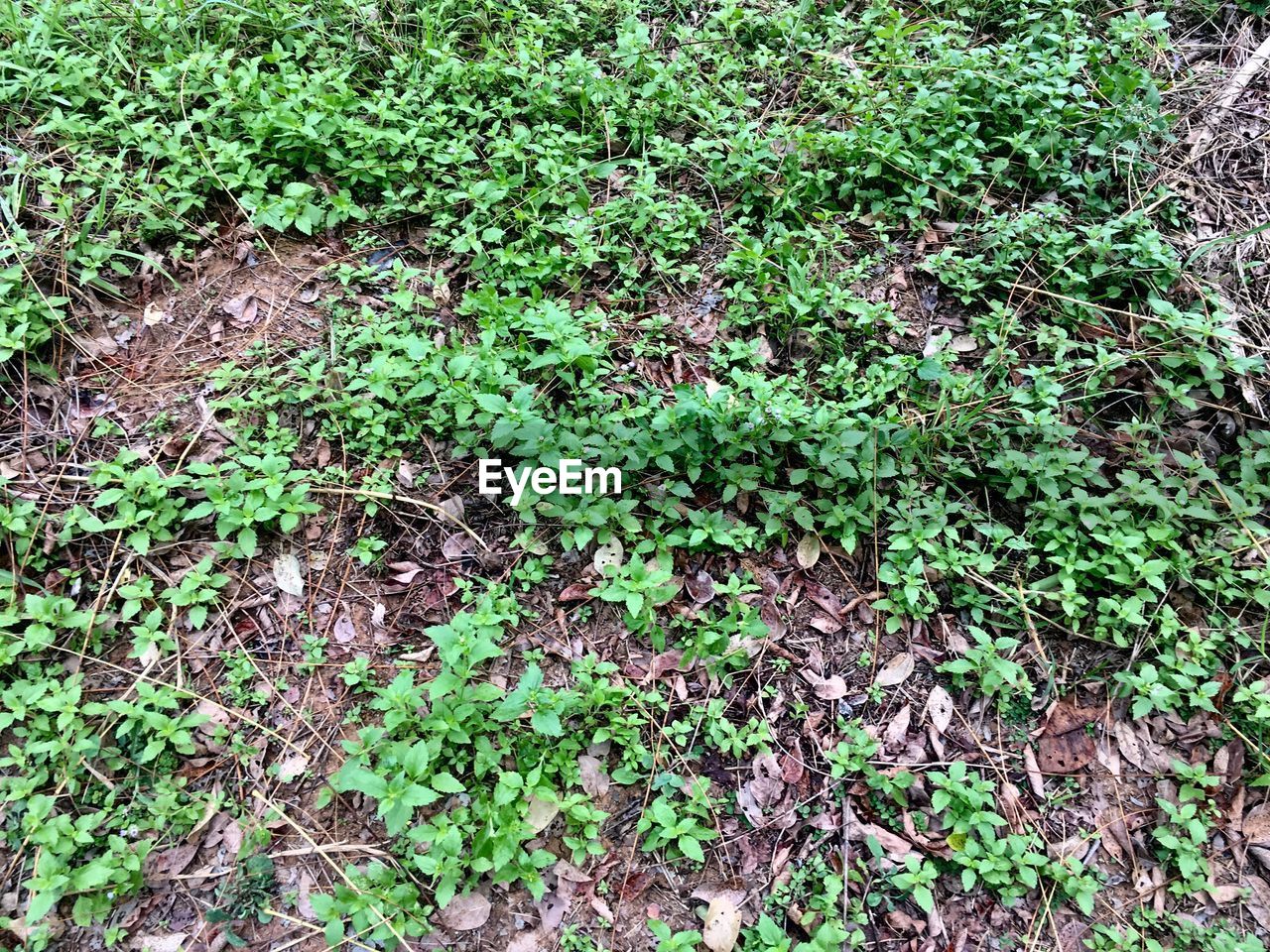 FULL FRAME SHOT OF PLANTS GROWING ON FIELD