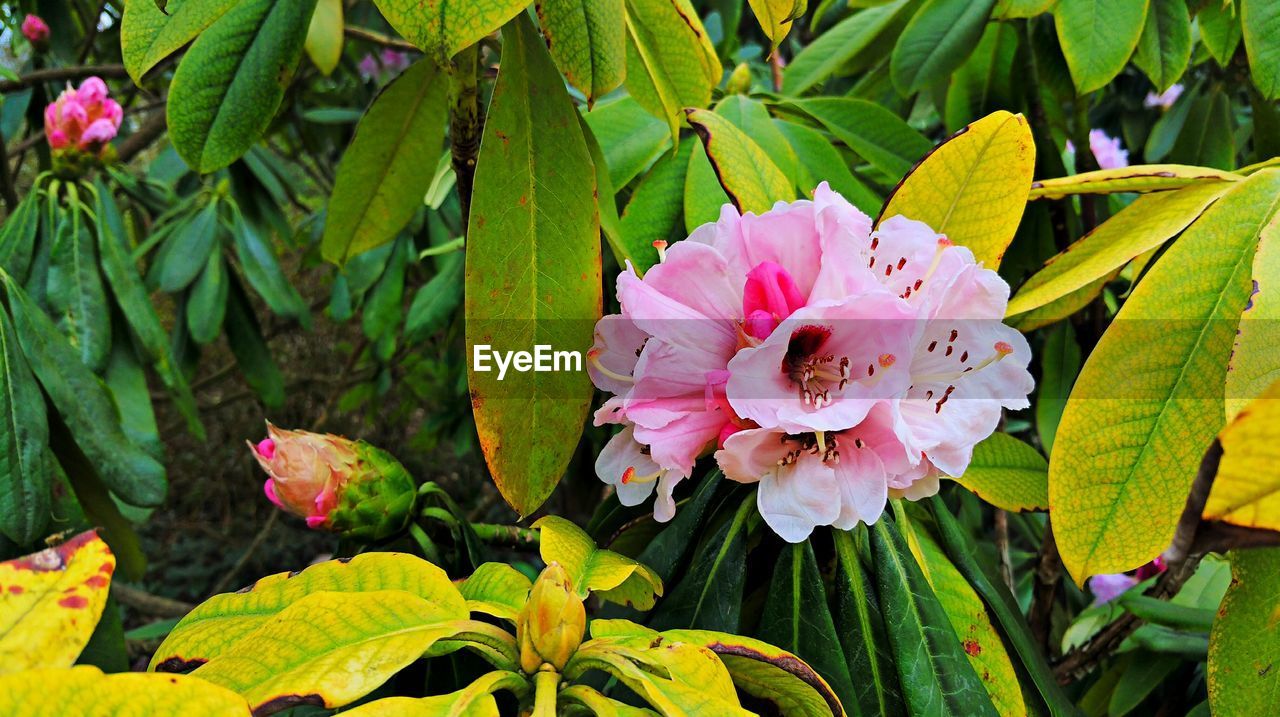 Close-up of pink flower