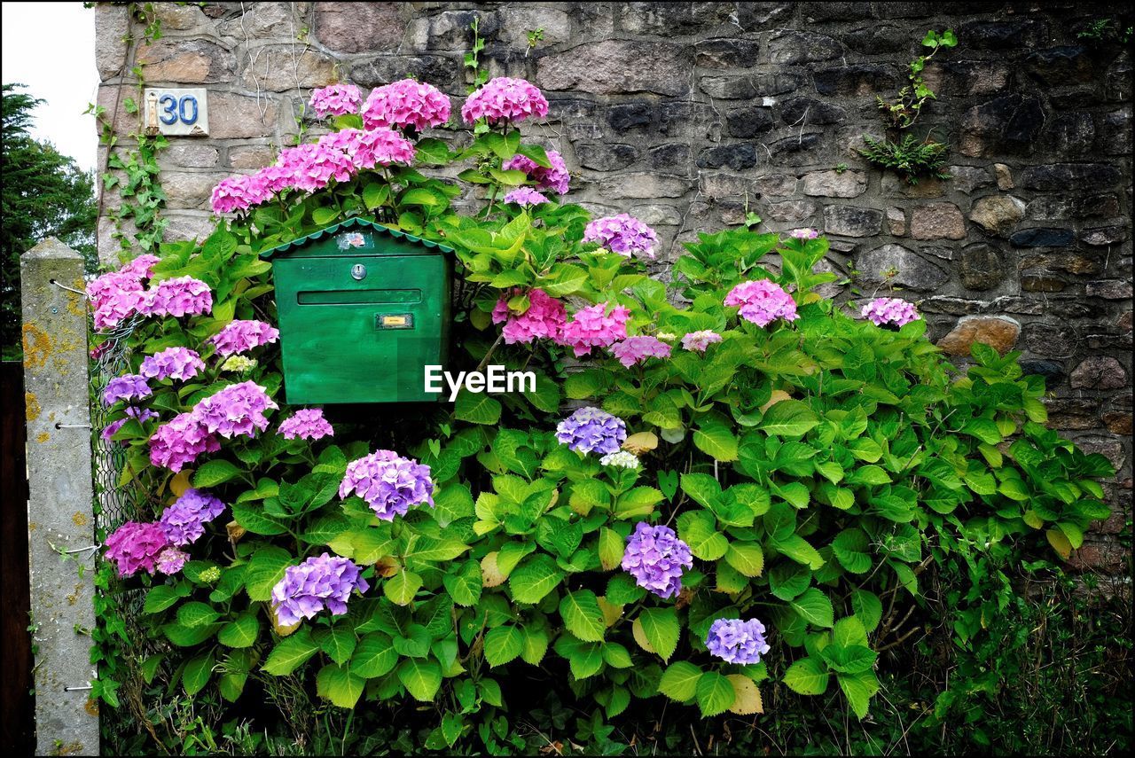 PINK FLOWERS BLOOMING OUTDOORS