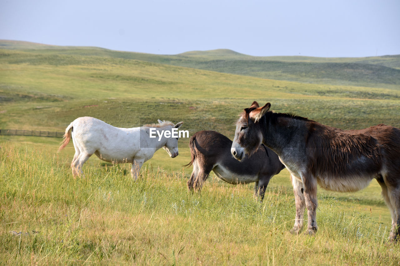 HORSES ON FIELD AGAINST SKY