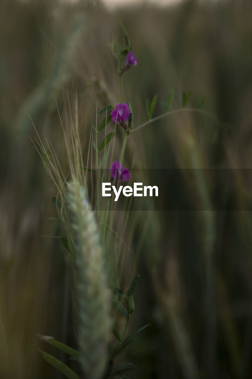 Close-up of pink flowering plant on field