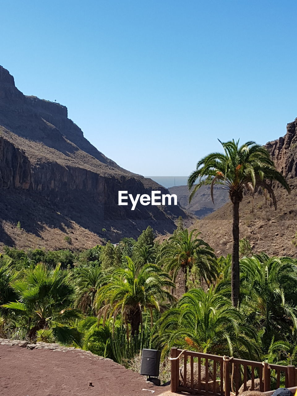 SCENIC VIEW OF PALM TREES ON MOUNTAIN AGAINST SKY