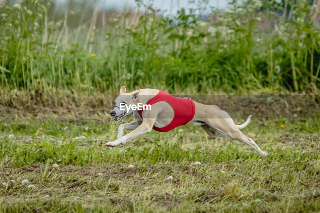 pet, animal, animal themes, one animal, mammal, dog, canine, grass, domestic animals, plant, whippet, nature, sports, running, day, land, full length, motion, green, field, outdoors, no people