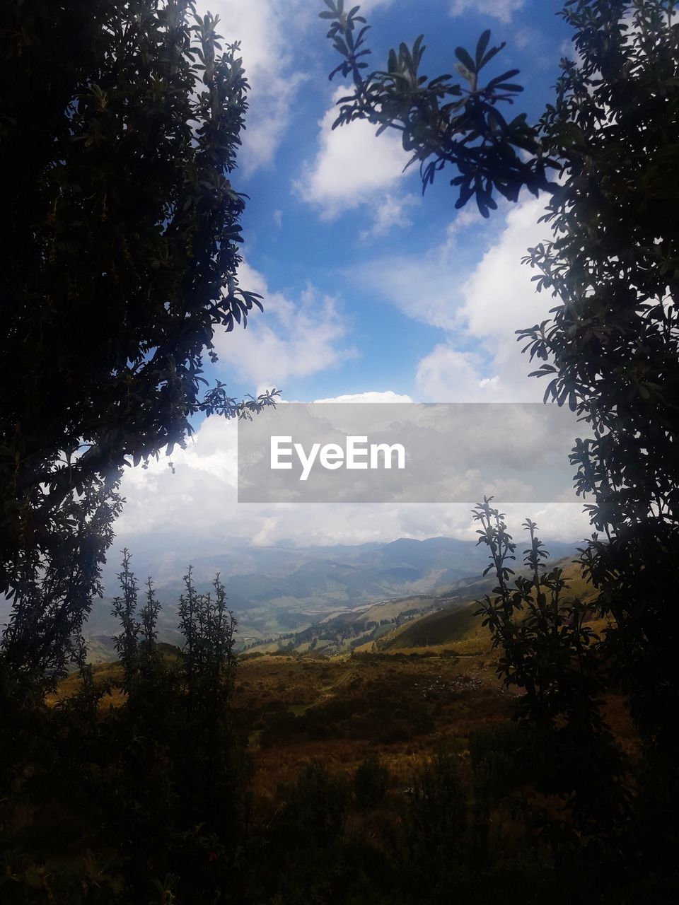 SCENIC VIEW OF FOREST AGAINST SKY