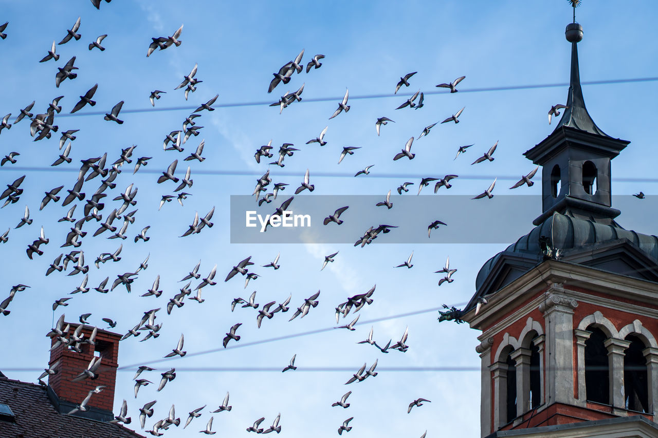 LOW ANGLE VIEW OF BIRDS FLYING IN BUILDING