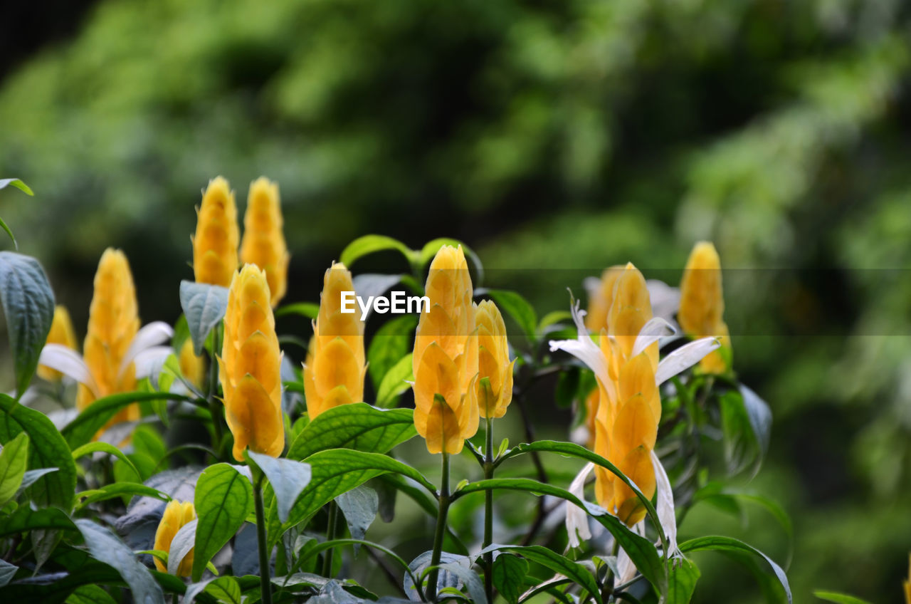 CLOSE-UP OF YELLOW FLOWERS
