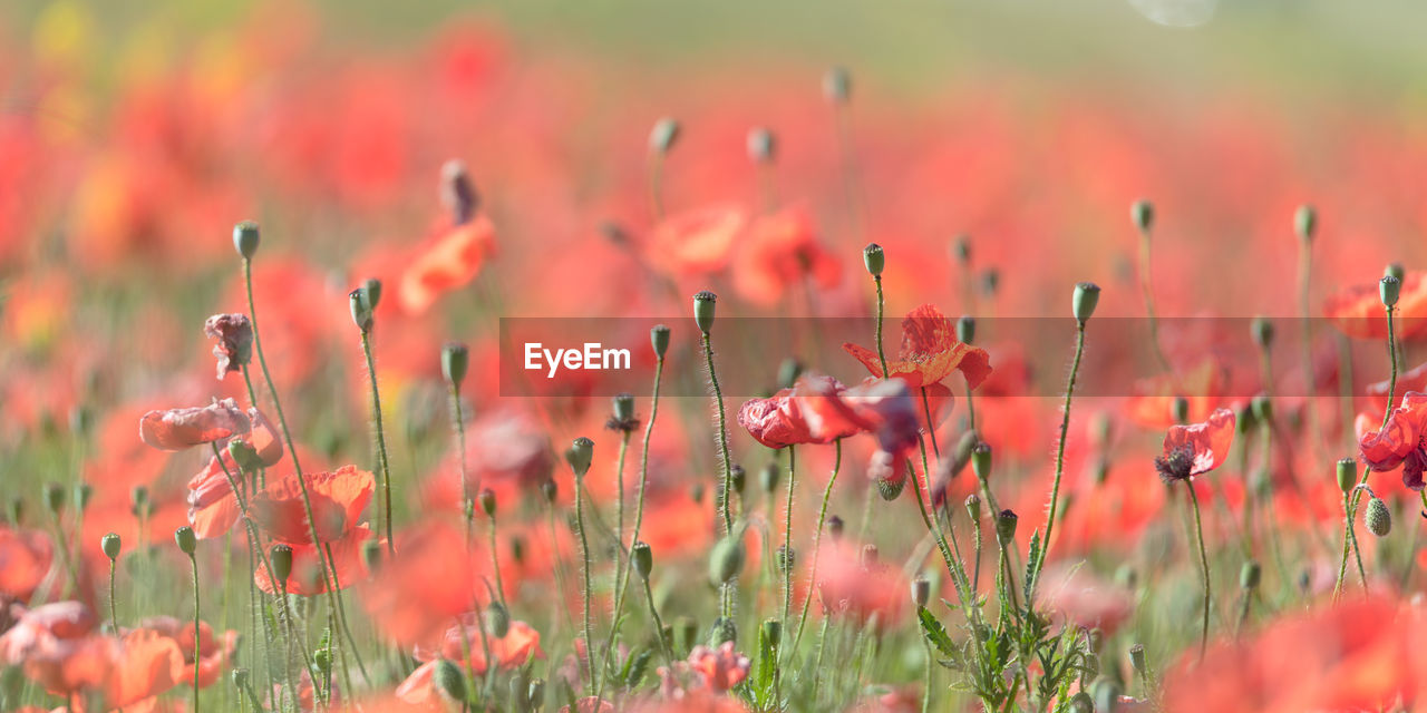 Close-up of red flowering plants on field