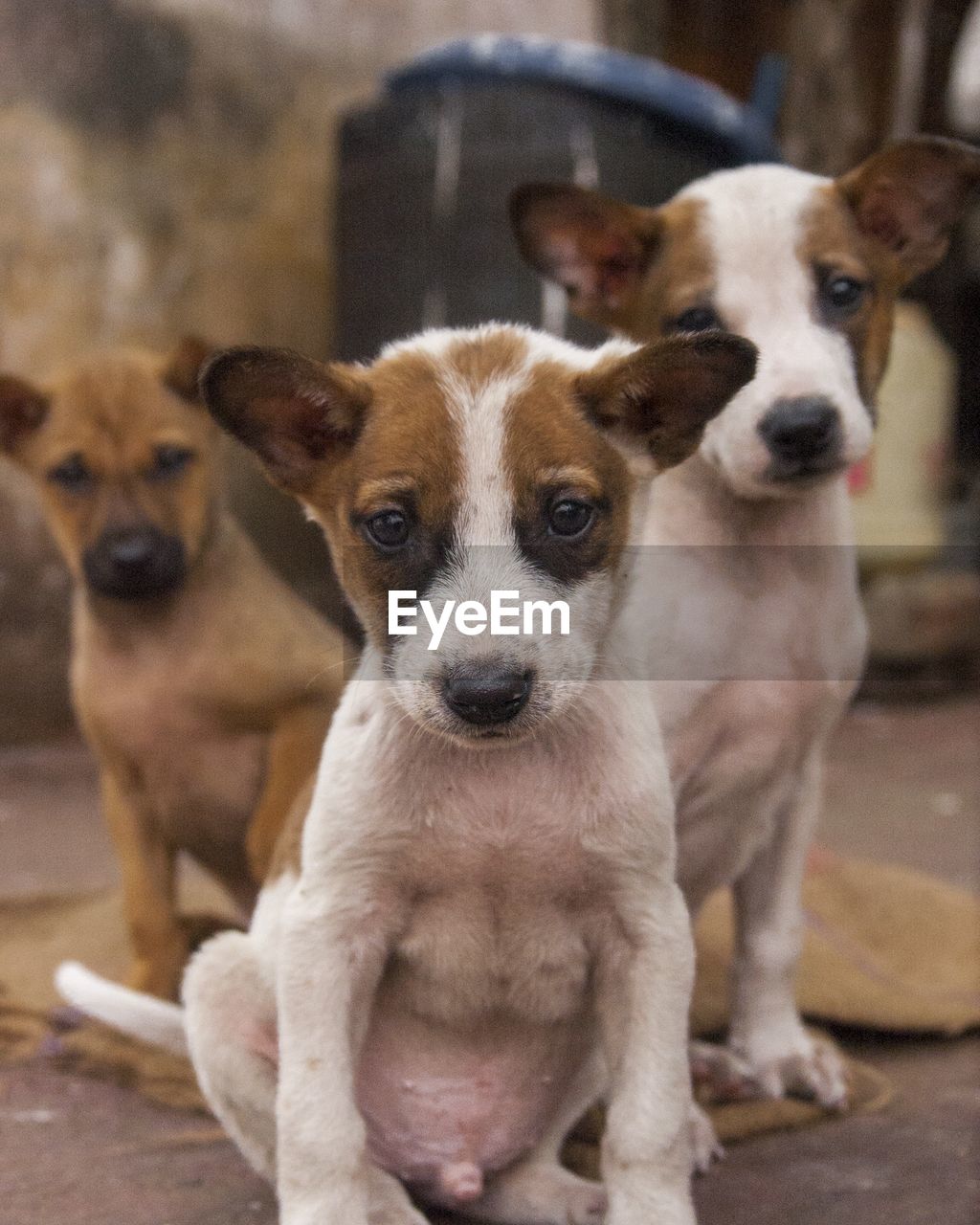 Close-up of dogs sitting on floor