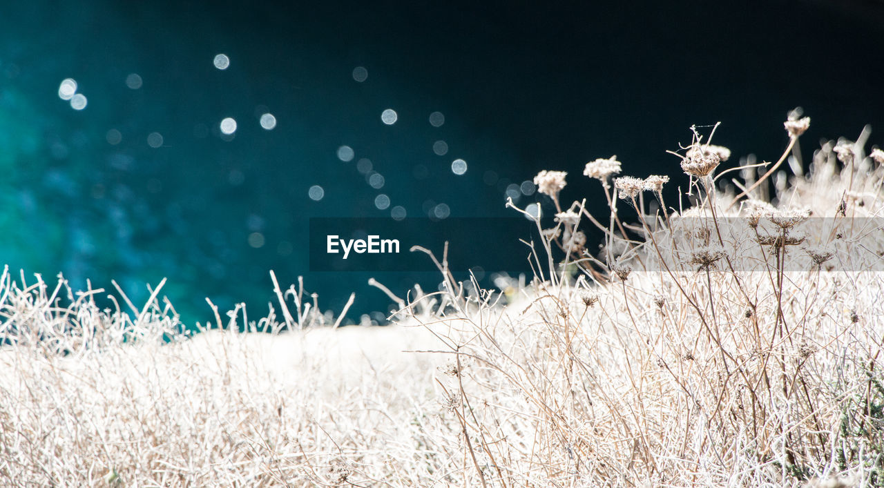 Dry plants on field by lake during winter