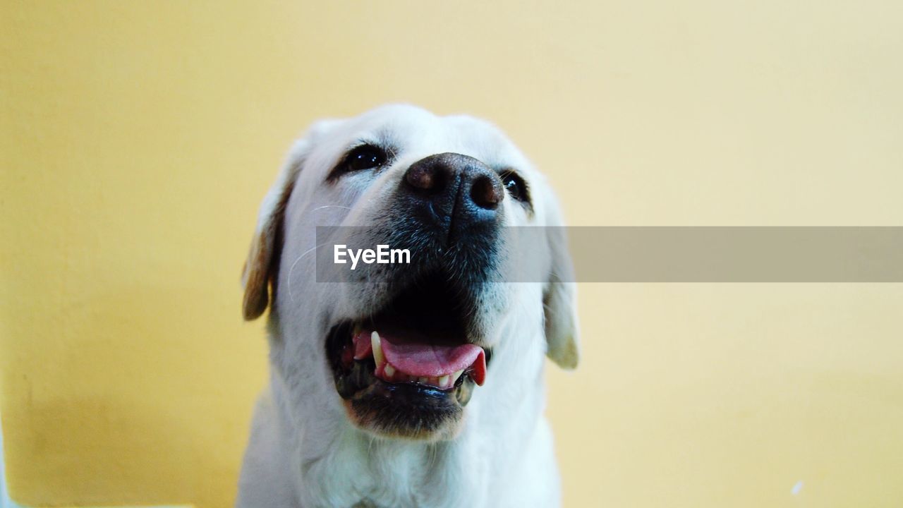 Close-up of labrador retriever against yellow wall