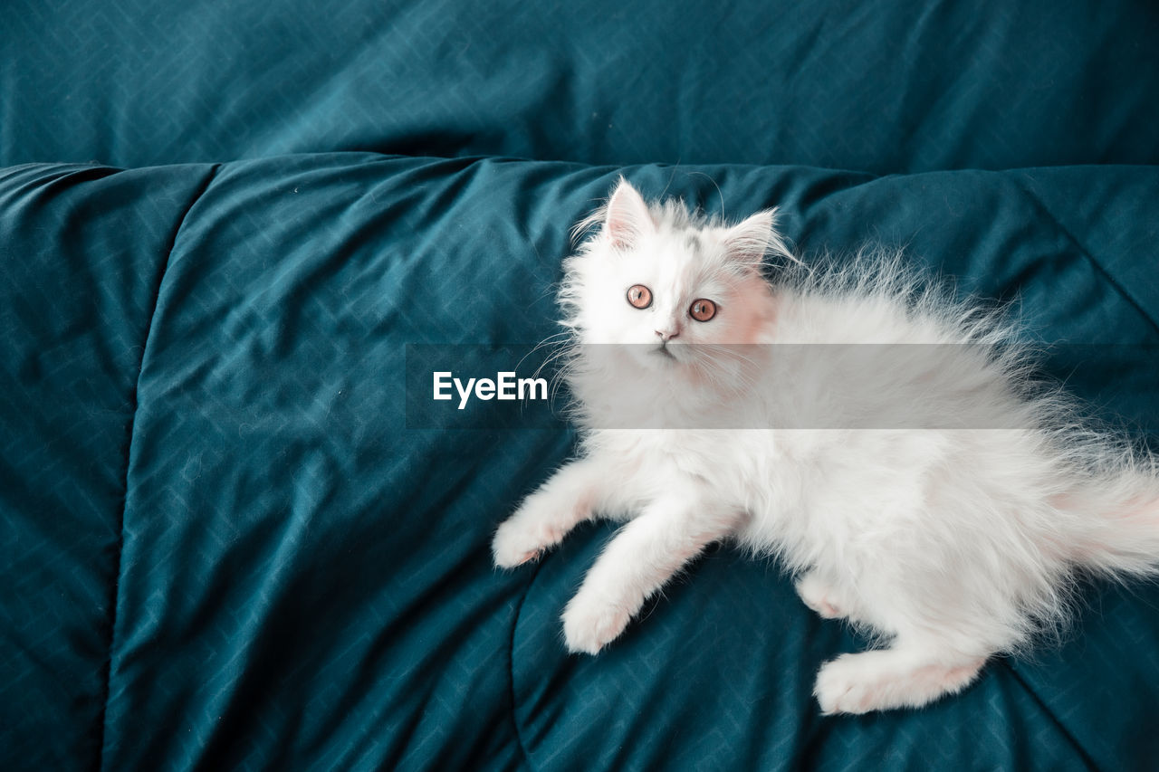 High angle view of cat on bed