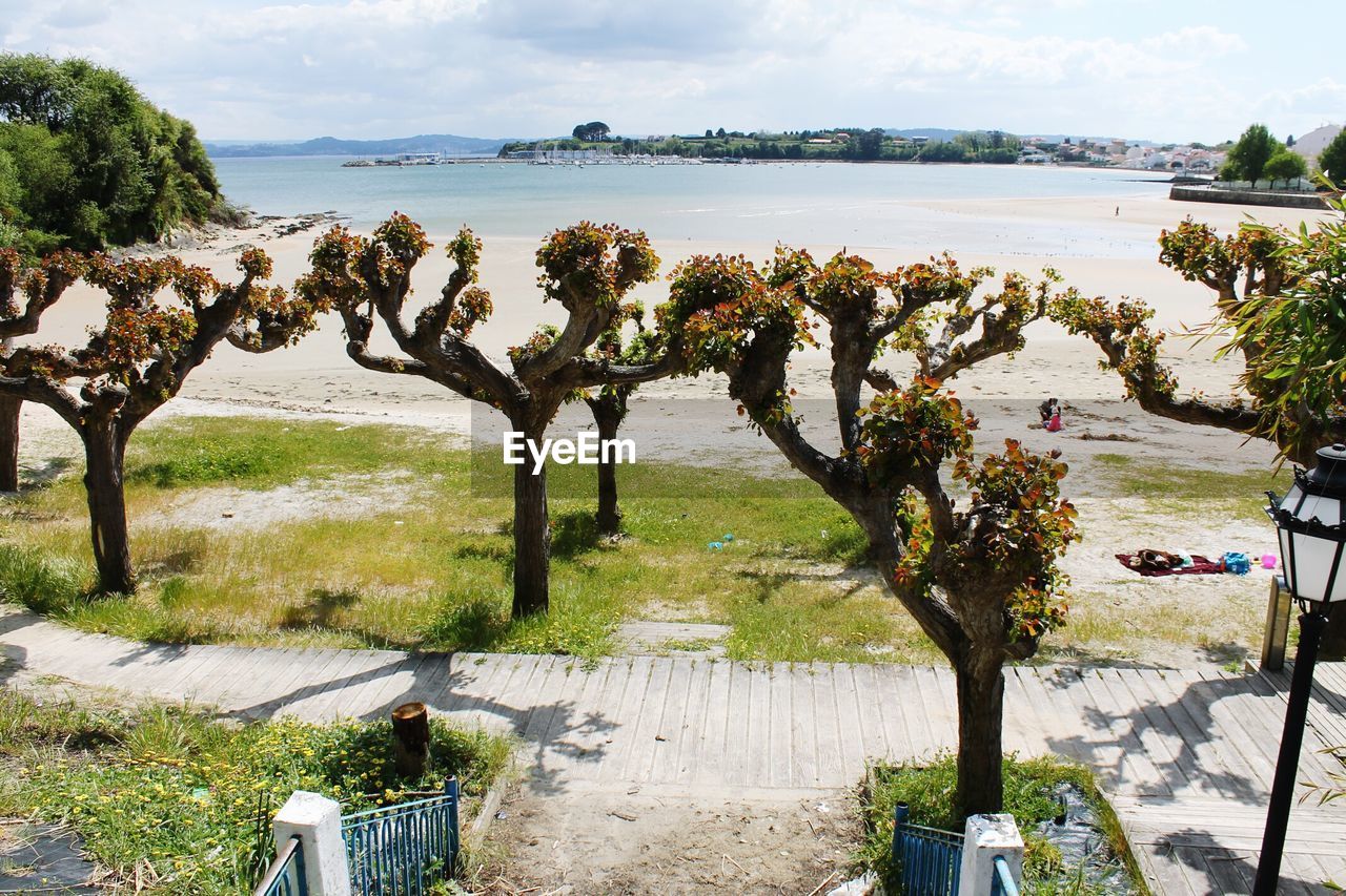 High angle view of trees at beach against sky