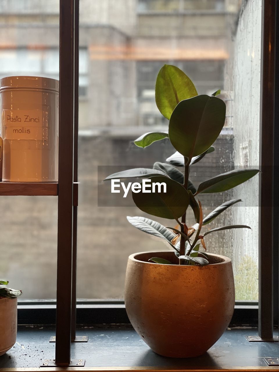 Close-up of potted plant on window sill