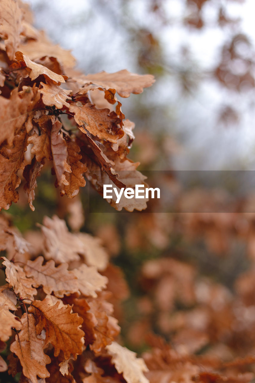 tree, autumn, plant part, leaf, nature, plant, branch, dry, close-up, beauty in nature, land, focus on foreground, no people, brown, forest, day, outdoors, soil, winter, tranquility, environment, fragility, coniferous tree, pinaceae, selective focus, macro photography, flower, twig, autumn collection, growth, spring