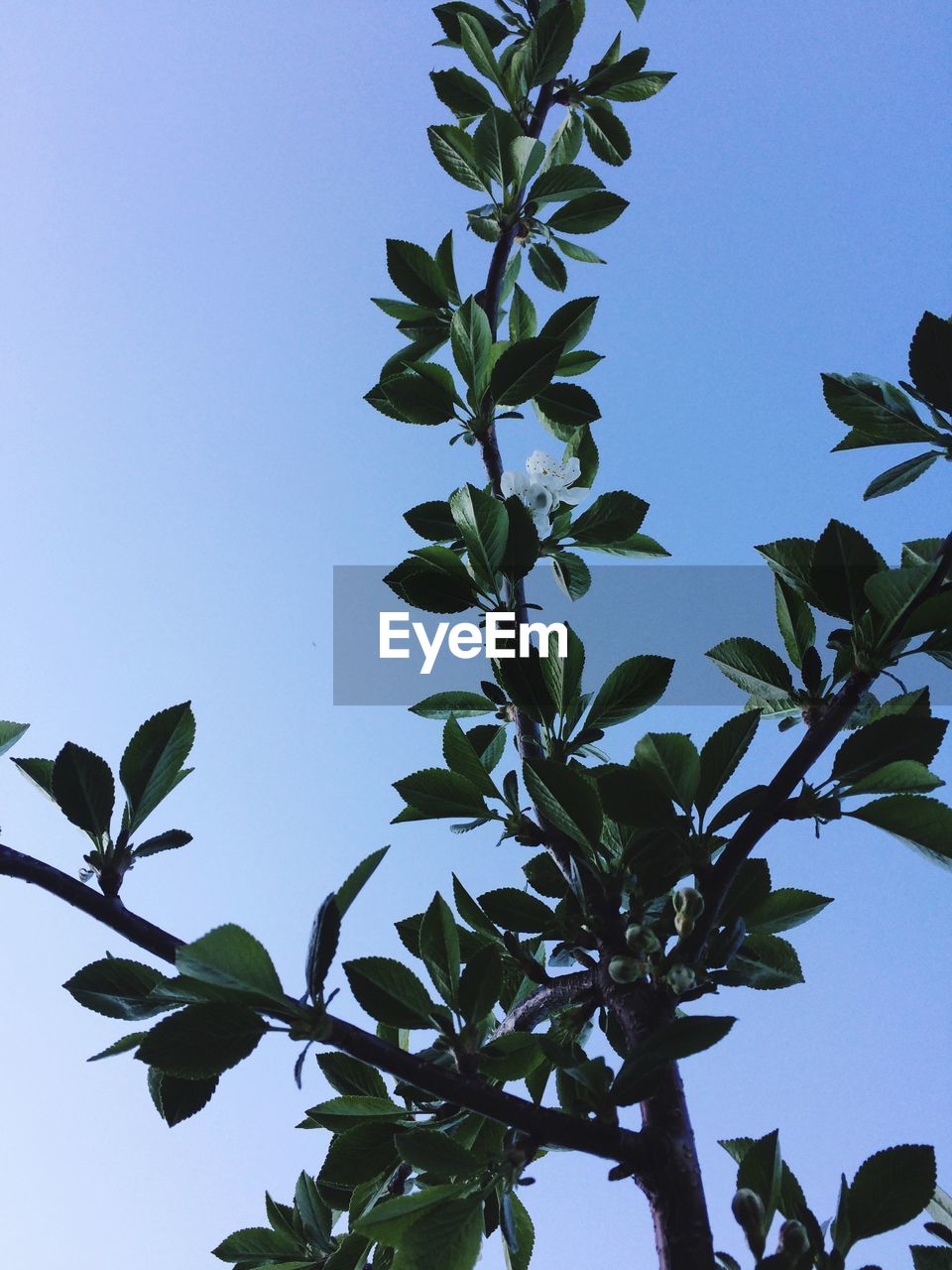 LOW ANGLE VIEW OF PLANT AGAINST SKY